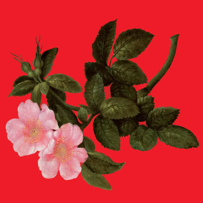 THE LYRICAL AGE - ALEX AUGIER (DOUBLE VINYLE 33T)